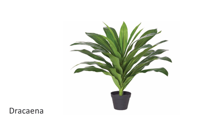 dd_Dracaena_Plant.png